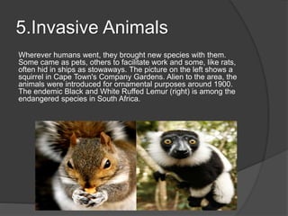 5.Invasive Animals
Wherever humans went, they brought new species with them.
Some came as pets, others to facilitate work and some, like rats,
often hid in ships as stowaways. The picture on the left shows a
squirrel in Cape Town's Company Gardens. Alien to the area, the
animals were introduced for ornamental purposes around 1900.
The endemic Black and White Ruffed Lemur (right) is among the
endangered species in South Africa.
 