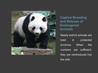 Captive Breeding
and Release of
Endangered
Animals
Nearly extinct animals are
bred in protected
environs. When the
numbers are sufficient,
they are reintroduced into
the wild.
 