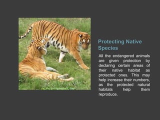 Protecting Native
Species
All the endangered animals
are given protection by
declaring certain areas of
their native habitat as
protected ones. This may
help increase their numbers,
as the protected natural
habitats help them
reproduce.
 