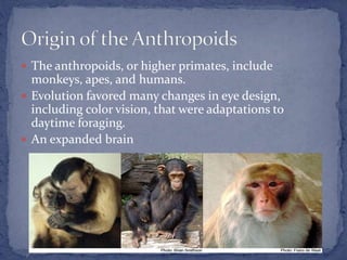 Evolution of Human | PPTX