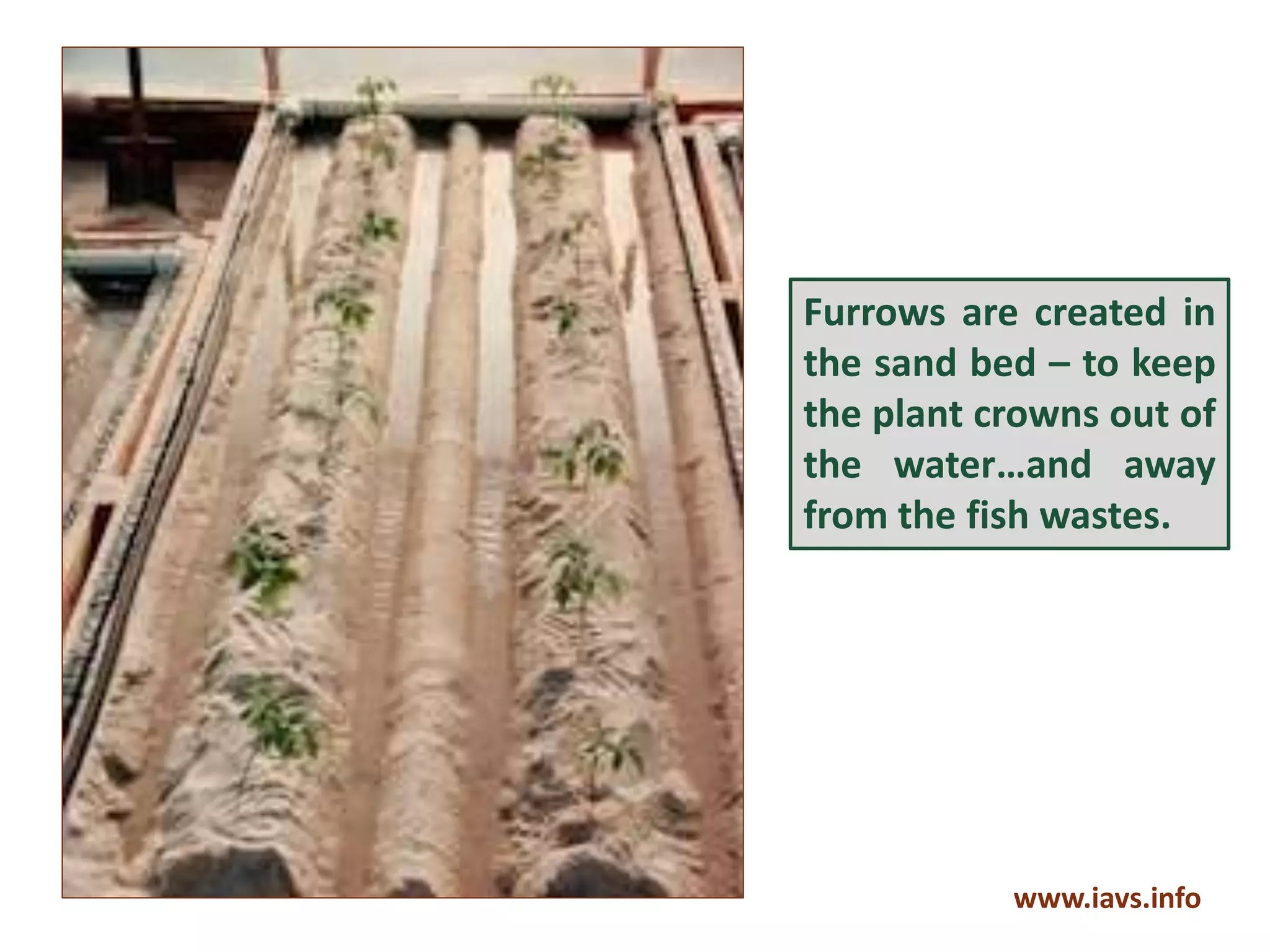 How iavs Works | PPT