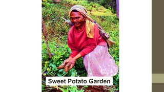 Sweet Potato Garden
 