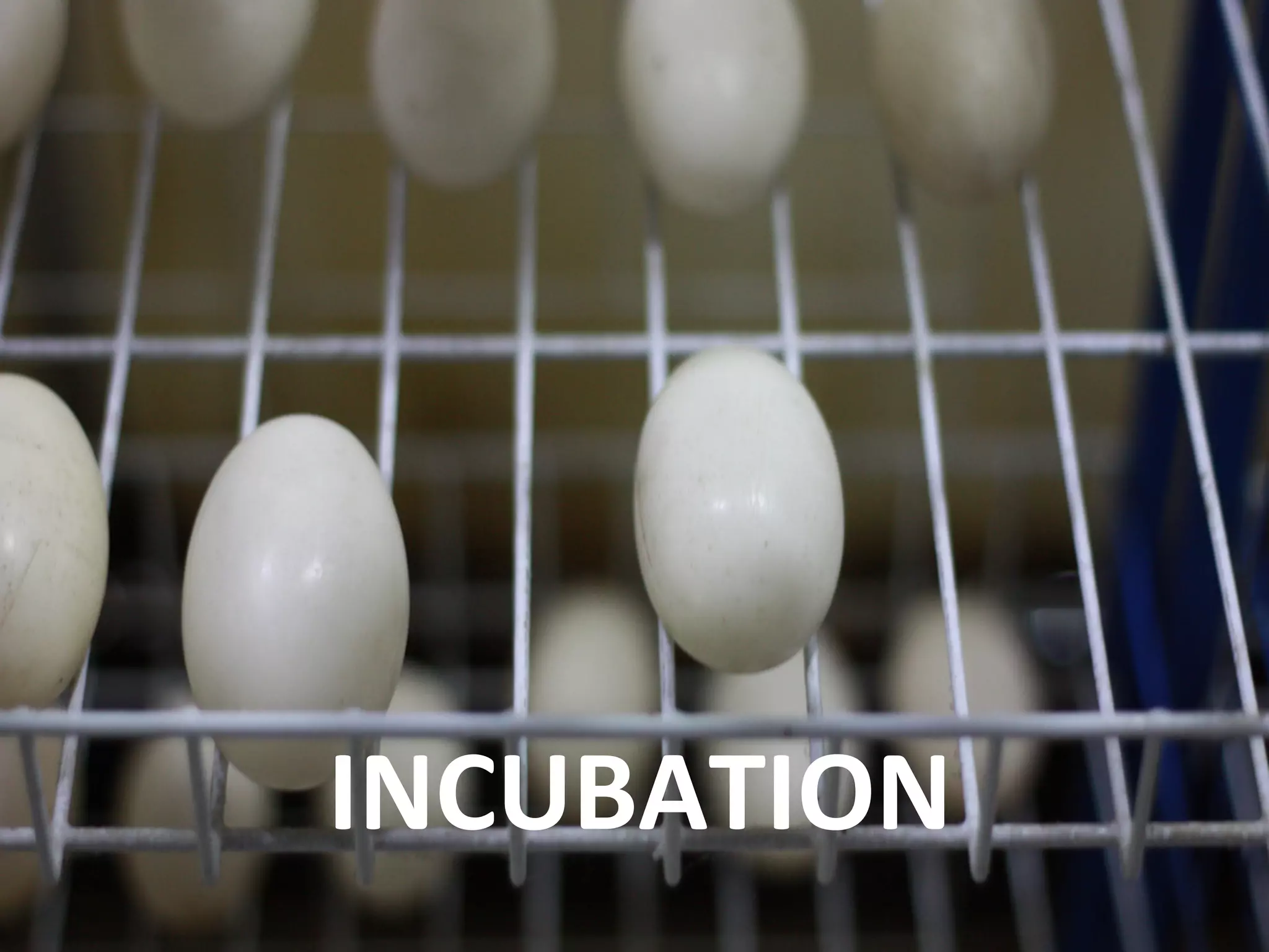 INCUBATION