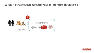 What if Streams+ML runs on your in-memory database ?
A cat or a dog?
1
Redis Enterprise
+
 