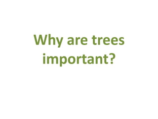 Why are trees important? 