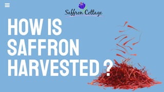 Howis
Saffron
Harvested?
 