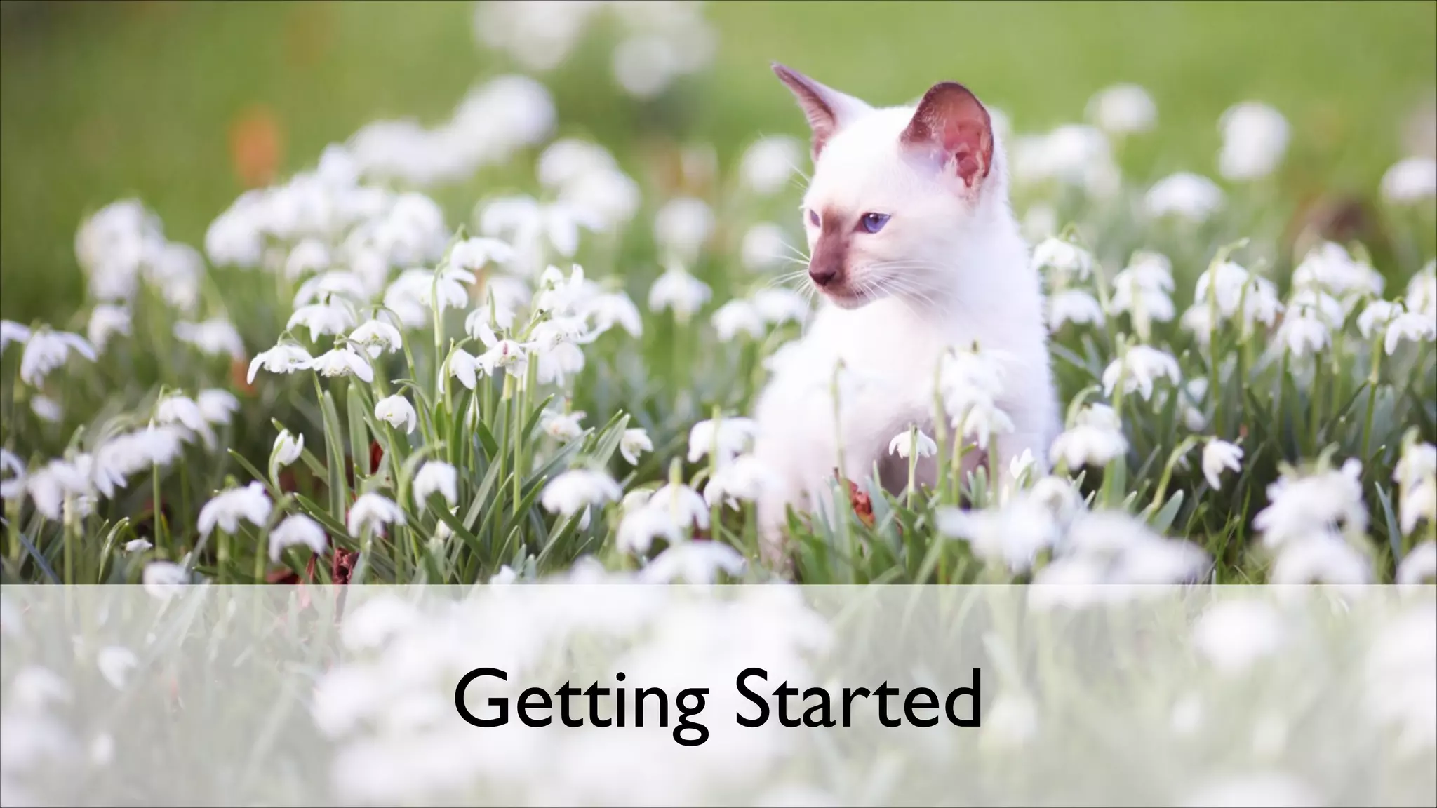 Getting Started

 