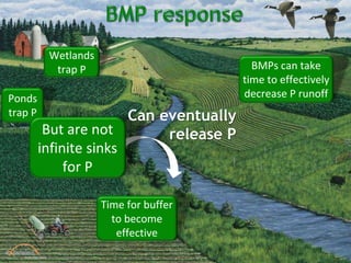 BMPs can take
time to effectively
decrease P runoffPonds
trap P
Time for buffer
to become
effective
Wetlands
trap P
But are not
infinite sinks
for P
Can eventually
release P
 