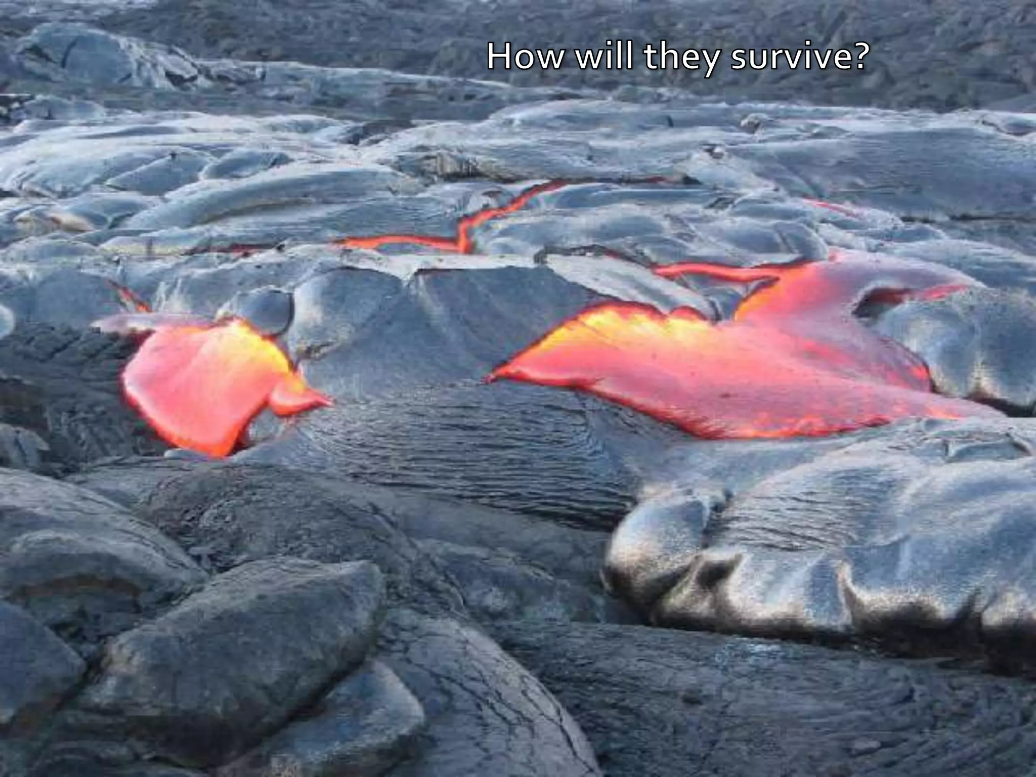 How will they survive?