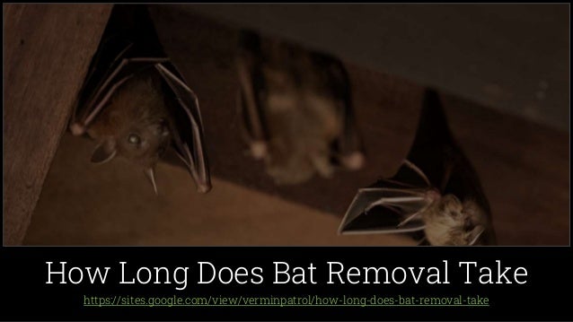 https://sites.google.com/view/verminpatrol/how-long-does-bat-removal-take
How Long Does Bat Removal Take
 