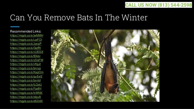 Can You Remove Bats In The Winter
Recommended Links:
https://mgyb.co/s/jwMMH
https://mgyb.co/s/LwFOl
https://mgyb.co/s/JycqP
https://mgyb.co/s/GqfRl
https://mgyb.co/s/vUEGX
https://mgyb.co/s/fDkbr
https://mgyb.co/s/sDaFW
https://mgyb.co/s/vKgJr
https://mgyb.co/s/bnryp
https://mgyb.co/s/KapOm
https://mgyb.co/s/quEeE
https://mgyb.co/s/bxntd
https://mgyb.co/s/lLQeU
https://mgyb.co/s/FpdfH
https://mgyb.co/s/fxWNK
https://mgyb.co/s/olguA
https://mgyb.co/s/dSDdX
CALL US NOW (813) 544-2598
 