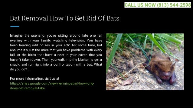 Bat Removal How To Get Rid Of Bats
Imagine the scenario, you're sitting around late one fall
evening with your family, watching television. You have
been hearing odd noises in your attic for some time, but
assume it's just the mice that you have problems with every
fall, or the birds that have a nest in your eaves that you
haven't taken down. Then, you walk into the kitchen to get a
snack, and run right into a confrontation with a bat. What
do you do? ...
For more information, visit us at
https://sites.google.com/view/verminpatrol/how-long-
does-bat-removal-take
CALL US NOW (813) 544-2598
 