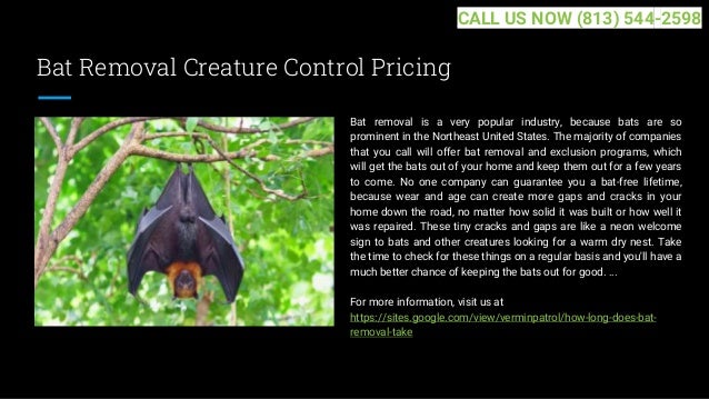 Bat Removal Creature Control Pricing
Bat removal is a very popular industry, because bats are so
prominent in the Northeast United States. The majority of companies
that you call will offer bat removal and exclusion programs, which
will get the bats out of your home and keep them out for a few years
to come. No one company can guarantee you a bat-free lifetime,
because wear and age can create more gaps and cracks in your
home down the road, no matter how solid it was built or how well it
was repaired. These tiny cracks and gaps are like a neon welcome
sign to bats and other creatures looking for a warm dry nest. Take
the time to check for these things on a regular basis and you'll have a
much better chance of keeping the bats out for good. ...
For more information, visit us at
https://sites.google.com/view/verminpatrol/how-long-does-bat-
removal-take
CALL US NOW (813) 544-2598
 