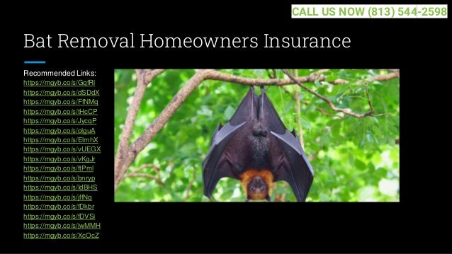 Bat Removal Homeowners Insurance
Recommended Links:
https://mgyb.co/s/GqfRl
https://mgyb.co/s/dSDdX
https://mgyb.co/s/FfNMq
https://mgyb.co/s/tHcCP
https://mgyb.co/s/JycqP
https://mgyb.co/s/olguA
https://mgyb.co/s/ElmhX
https://mgyb.co/s/vUEGX
https://mgyb.co/s/vKgJr
https://mgyb.co/s/ftPml
https://mgyb.co/s/bnryp
https://mgyb.co/s/IdBHS
https://mgyb.co/s/jffNq
https://mgyb.co/s/fDkbr
https://mgyb.co/s/fDVSi
https://mgyb.co/s/jwMMH
https://mgyb.co/s/XcOcZ
CALL US NOW (813) 544-2598
 