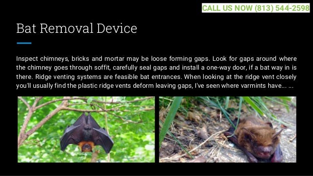 Bat Removal Device
Inspect chimneys, bricks and mortar may be loose forming gaps. Look for gaps around where
the chimney goes through soffit, carefully seal gaps and install a one-way door, if a bat way in is
there. Ridge venting systems are feasible bat entrances. When looking at the ridge vent closely
you'll usually find the plastic ridge vents deform leaving gaps, I've seen where varmints have... ...
CALL US NOW (813) 544-2598
 