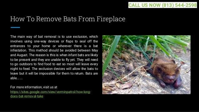 How To Remove Bats From Fireplace
The main way of bat removal is to use exclusion, which
involves using one-way devices or flaps to seal off the
entrances to your home or wherever there is a bat
infestation. This method should be avoided between May
and August. The reason is this is when infant bats are likely
to be present and they are unable to fly yet. They will need
to go outdoors to find food to eat so most will leave every
night to feed. The exclusion devices will allow the bats to
leave but it will be impossible for them to return. Bats are
able... ...
For more information, visit us at
https://sites.google.com/view/verminpatrol/how-long-
does-bat-removal-take
CALL US NOW (813) 544-2598
 
