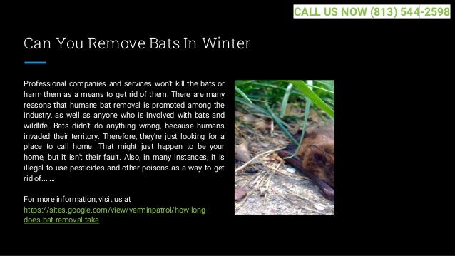 Can You Remove Bats In Winter
Professional companies and services won't kill the bats or
harm them as a means to get rid of them. There are many
reasons that humane bat removal is promoted among the
industry, as well as anyone who is involved with bats and
wildlife. Bats didn't do anything wrong, because humans
invaded their territory. Therefore, they're just looking for a
place to call home. That might just happen to be your
home, but it isn't their fault. Also, in many instances, it is
illegal to use pesticides and other poisons as a way to get
rid of... ...
For more information, visit us at
https://sites.google.com/view/verminpatrol/how-long-
does-bat-removal-take
CALL US NOW (813) 544-2598
 