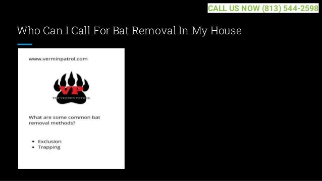 Who Can I Call For Bat Removal In My House
CALL US NOW (813) 544-2598
 