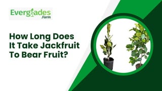 How Long Does It Take Jackfruit To Bear Fruit?