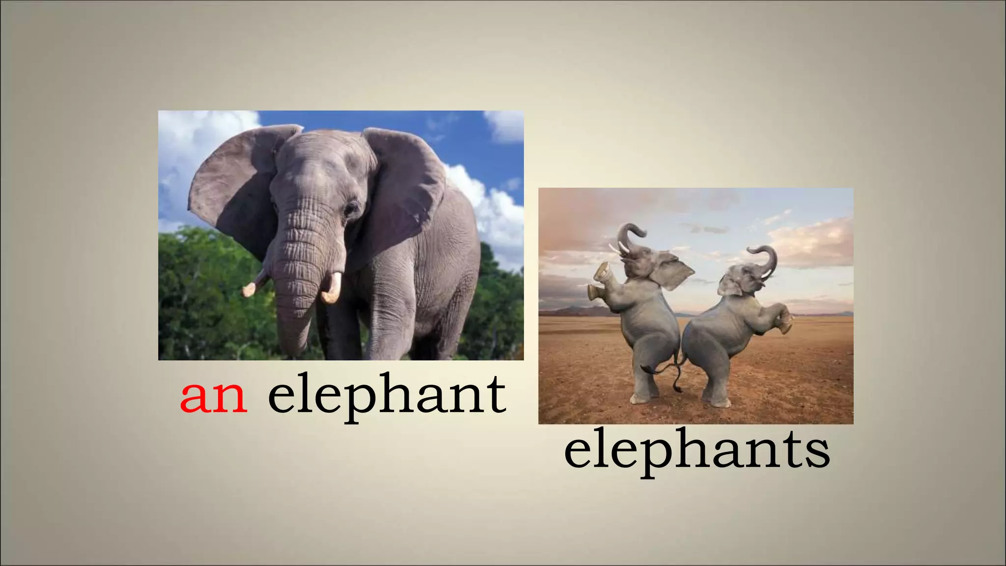 an elephant
elephants
 