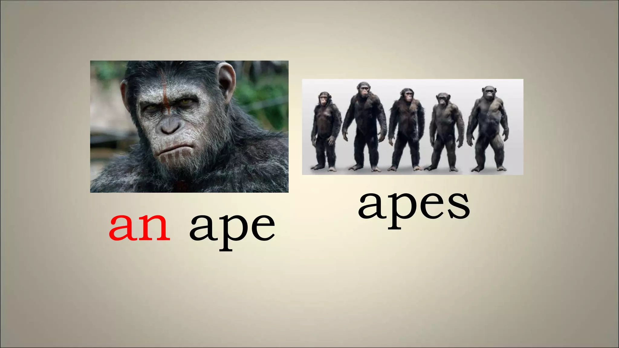 an ape apes
 
