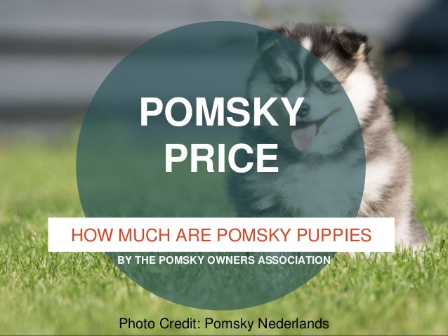 average cost pomsky price