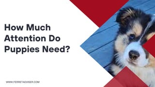 How Much
Attention Do
Puppies Need?
WWW.FERRETADVISER.COM
 