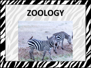 ZZOOOOLLOOGGYY 
 