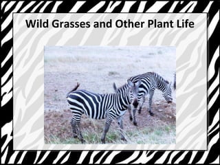 Wild Grasses and Other Plant Life 
 