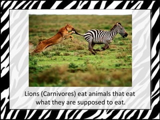 Lions (Carnivores) eat animals that eat 
what they are supposed to eat. 
 