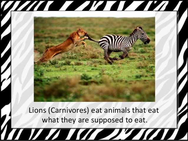 How much does a zebra weigh? With Kyle Brown at #OH2014