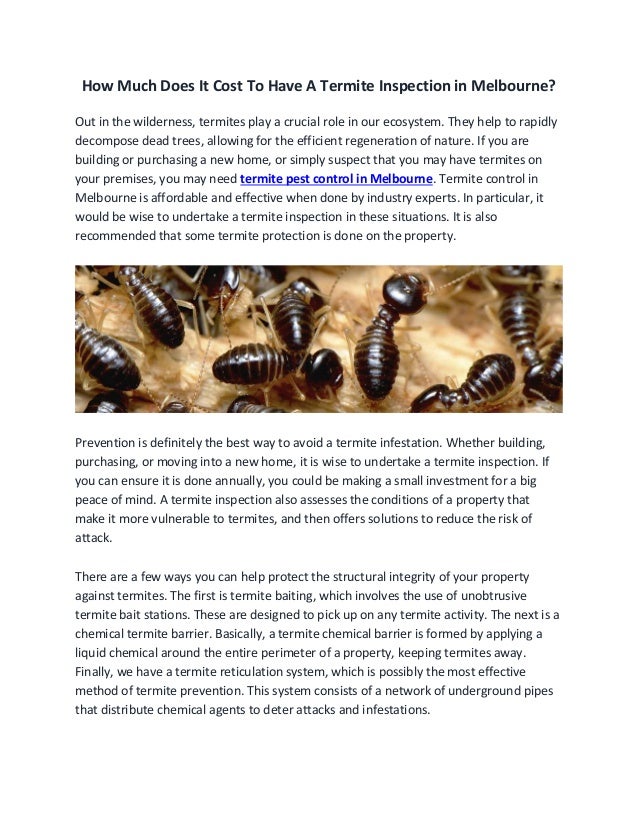 How Much Does It Cost To Have A Termite Inspection in Melbourne?