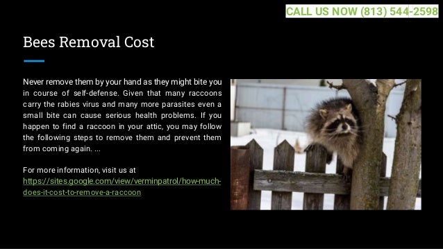 Bees Removal Cost
Never remove them by your hand as they might bite you
in course of self-defense. Given that many raccoons
carry the rabies virus and many more parasites even a
small bite can cause serious health problems. If you
happen to find a raccoon in your attic, you may follow
the following steps to remove them and prevent them
from coming again. ...
For more information, visit us at
https://sites.google.com/view/verminpatrol/how-much-
does-it-cost-to-remove-a-raccoon
CALL US NOW (813) 544-2598
 