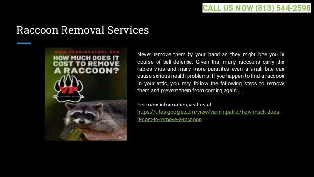 Raccoon Removal Services
Never remove them by your hand as they might bite you in
course of self-defense. Given that many raccoons carry the
rabies virus and many more parasites even a small bite can
cause serious health problems. If you happen to find a raccoon
in your attic, you may follow the following steps to remove
them and prevent them from coming again. ...
For more information, visit us at
https://sites.google.com/view/verminpatrol/how-much-does-
it-cost-to-remove-a-raccoon
CALL US NOW (813) 544-2598
 
