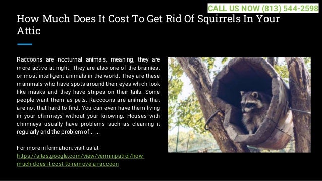 How Much Does It Cost To Get Rid Of Squirrels In Your
Attic
Raccoons are nocturnal animals, meaning, they are
more active at night. They are also one of the brainiest
or most intelligent animals in the world. They are these
mammals who have spots around their eyes which look
like masks and they have stripes on their tails. Some
people want them as pets. Raccoons are animals that
are not that hard to find. You can even have them living
in your chimneys without your knowing. Houses with
chimneys usually have problems such as cleaning it
regularly and the problem of... ...
For more information, visit us at
https://sites.google.com/view/verminpatrol/how-
much-does-it-cost-to-remove-a-raccoon
CALL US NOW (813) 544-2598
 