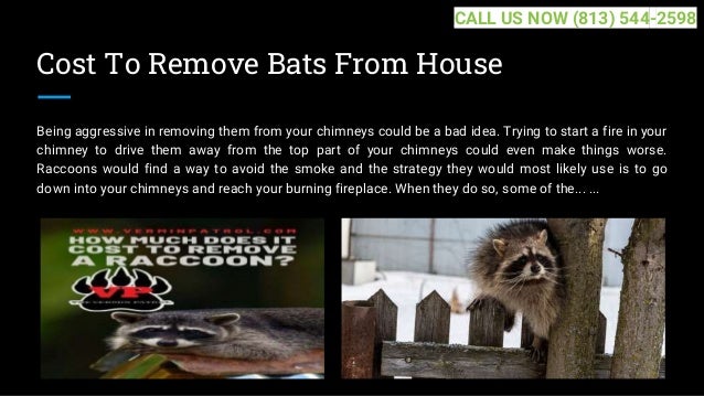 Cost To Remove Bats From House
Being aggressive in removing them from your chimneys could be a bad idea. Trying to start a fire in your
chimney to drive them away from the top part of your chimneys could even make things worse.
Raccoons would find a way to avoid the smoke and the strategy they would most likely use is to go
down into your chimneys and reach your burning fireplace. When they do so, some of the... ...
CALL US NOW (813) 544-2598
 