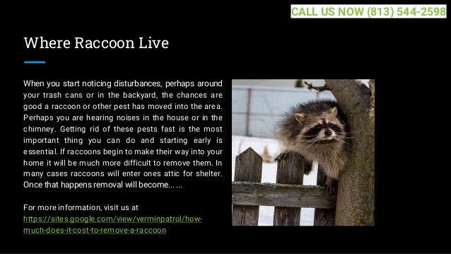 Where Raccoon Live
When you start noticing disturbances, perhaps around
your trash cans or in the backyard, the chances are
good a raccoon or other pest has moved into the area.
Perhaps you are hearing noises in the house or in the
chimney. Getting rid of these pests fast is the most
important thing you can do and starting early is
essential. If raccoons begin to make their way into your
home it will be much more difficult to remove them. In
many cases raccoons will enter ones attic for shelter.
Once that happens removal will become... ...
For more information, visit us at
https://sites.google.com/view/verminpatrol/how-
much-does-it-cost-to-remove-a-raccoon
CALL US NOW (813) 544-2598
 