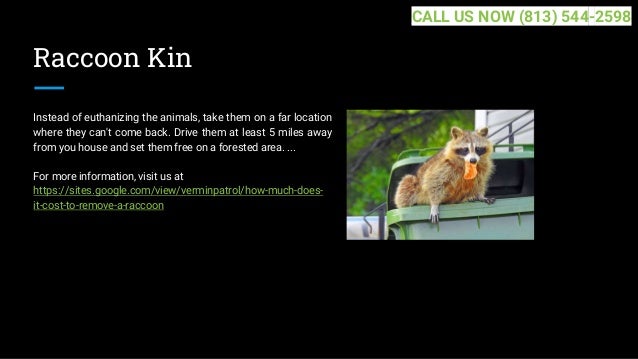 Raccoon Kin
Instead of euthanizing the animals, take them on a far location
where they can't come back. Drive them at least 5 miles away
from you house and set them free on a forested area. ...
For more information, visit us at
https://sites.google.com/view/verminpatrol/how-much-does-
it-cost-to-remove-a-raccoon
CALL US NOW (813) 544-2598
 