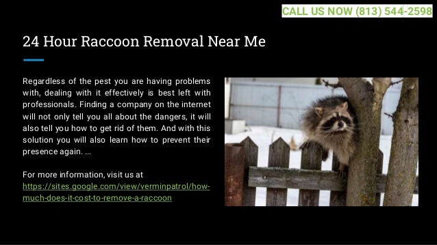 24 Hour Raccoon Removal Near Me
Regardless of the pest you are having problems
with, dealing with it effectively is best left with
professionals. Finding a company on the internet
will not only tell you all about the dangers, it will
also tell you how to get rid of them. And with this
solution you will also learn how to prevent their
presence again. ...
For more information, visit us at
https://sites.google.com/view/verminpatrol/how-
much-does-it-cost-to-remove-a-raccoon
CALL US NOW (813) 544-2598
 
