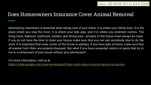 Does Homeowners Insurance Cover Animal Removal
Maintaining cleanliness is essential when taking care of your home. It is where your family lives. It is the
place where you stay the most. It is where your kids play, and it is where you entertain visitors. The
living room, bedroom, bathroom, kitchen, and dining area - all parts of the house must always be clean.
If you do not have the time to clean your house, make sure that you can ask somebody else to do the
work. It is important that every corner of the house is sanitary. If you have pets at home, make sure that
all wastes from them are properly disposed. But what if you have unwanted visitors or pests that try to
live in a certain part of your house without your permission? ...
For more information, visit us at
https://sites.google.com/view/verminpatrol/how-much-does-it-cost-to-remove-a-raccoon
CALL US NOW (813) 544-2598
 