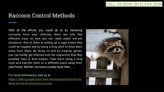 Raccoon Control Methods
With all the efforts you could do to try removing
raccoons from your chimney, there are only few
effective ways on how you can really attain win-win
situations. One of them is setting up a cage where they
could be trapped and by using a long stick to drive them
away from there. By doing so and by wearing gloves,
you can hardly get infected with the ringworms that they
possibly have in their bodies. Take them using a long
stick and transfer them to a different place away from
your home. Mother raccoons usually have their... ...
For more information, visit us at
https://sites.google.com/view/verminpatrol/how-much-
does-it-cost-to-remove-a-raccoon
CALL US NOW (813) 544-2598
 