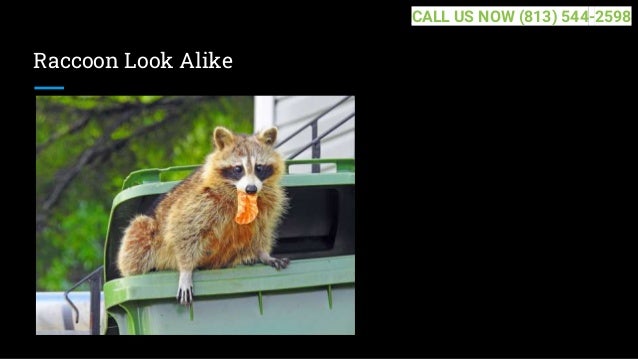 Raccoon Look Alike
CALL US NOW (813) 544-2598
 