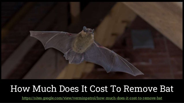 https://sites.google.com/view/verminpatrol/how-much-does-it-cost-to-remove-bat
How Much Does It Cost To Remove Bat
 