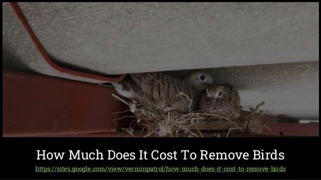 https://sites.google.com/view/verminpatrol/how-much-does-it-cost-to-remove-birds
How Much Does It Cost To Remove Birds
 