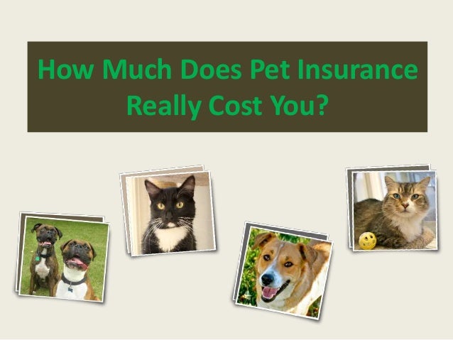 How Much Does Pet Insurance Really Cost You?