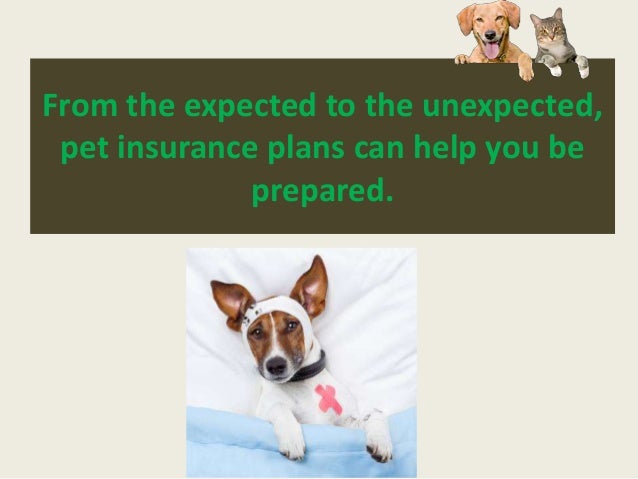 pet insurance how much