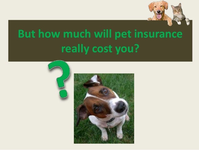 how much is pet insurance