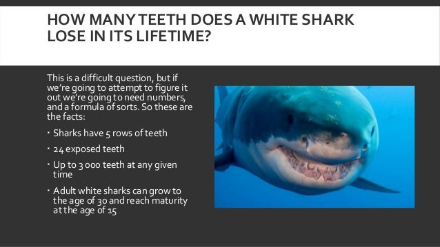 How many teeth do great white sharks have?