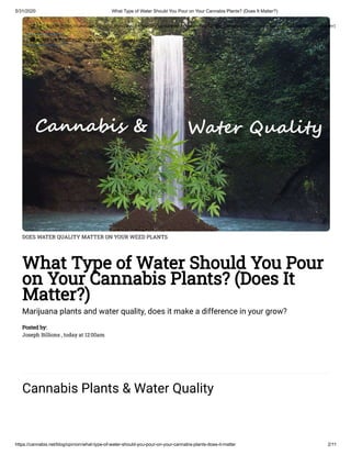 Cannabis Plants and Water - What Type of Water is Best for Marijuana Plants?