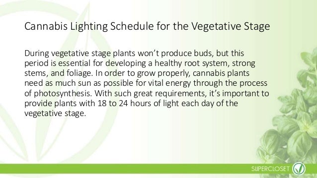 How much light does your cannabis plant need